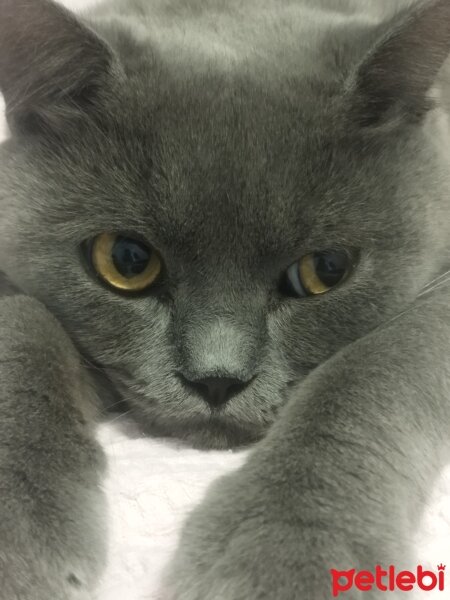 British Shorthair, Kedi  Alex fotoğrafı