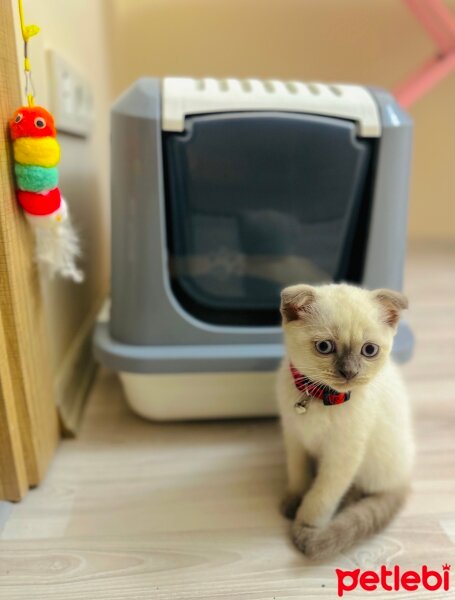 Scottish Fold, Kedi  Mavi fotoğrafı