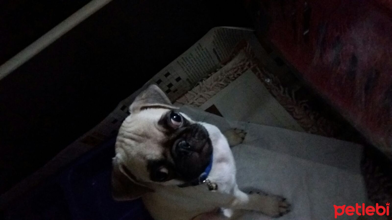 Pug, Köpek  Totti fotoğrafı