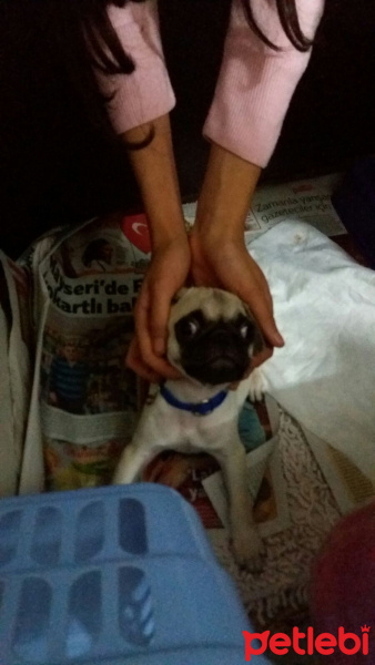 Pug, Köpek  Totti fotoğrafı
