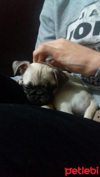 Pug, Köpek  Totti fotoğrafı