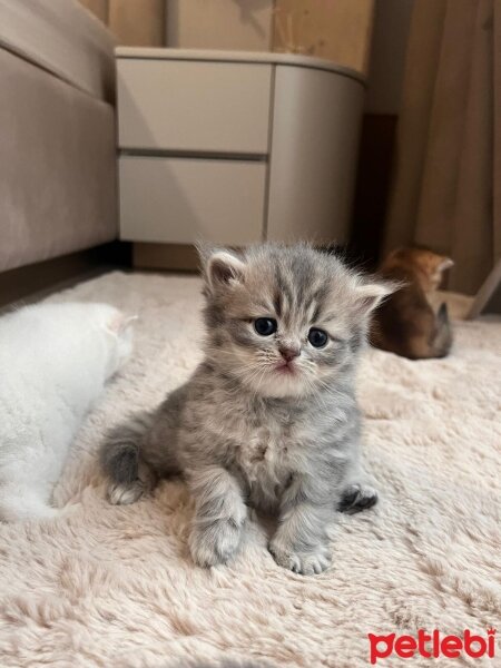 British Shorthair, Kedi  anksiyete fotoğrafı