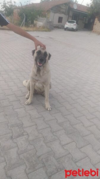 Kangal, Köpek  Sokö fotoğrafı