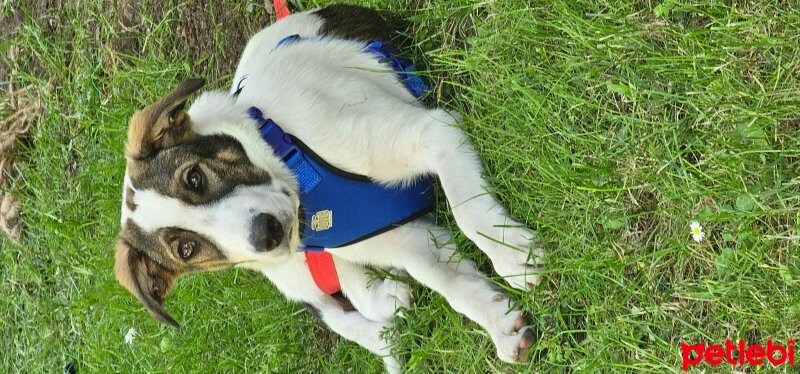 Sokö (Sokak Köpeği), Köpek  Badem fotoğrafı