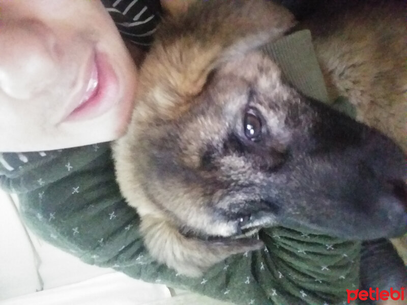 Kangal, Köpek  zeytin fotoğrafı