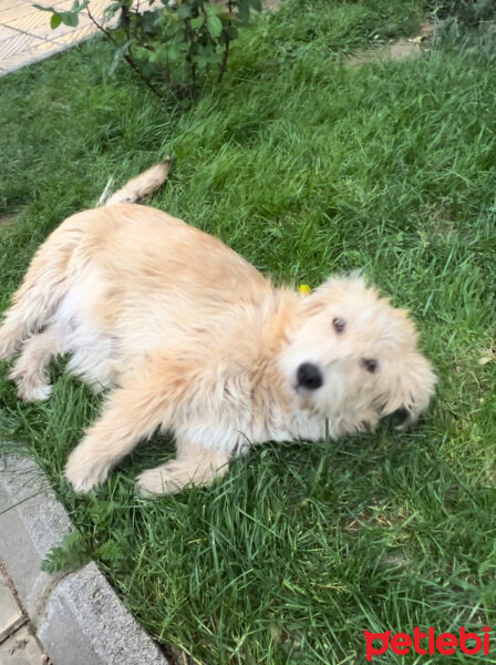 Golden Retriever, Köpek  Köpük fotoğrafı