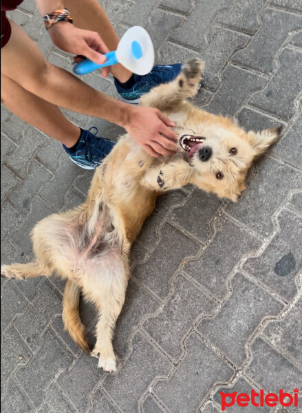 Golden Retriever, Köpek  Köpük fotoğrafı