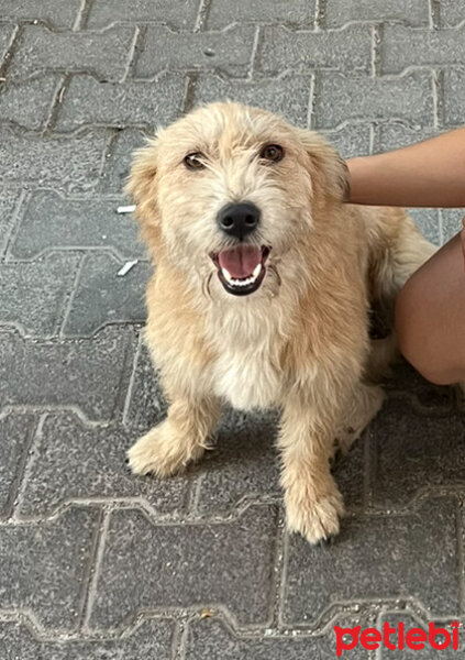 Golden Retriever, Köpek  Köpük fotoğrafı