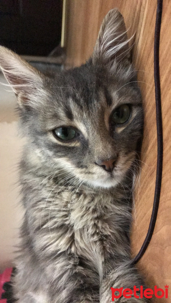 Tekir Kedi, Kedi  Zeus fotoğrafı