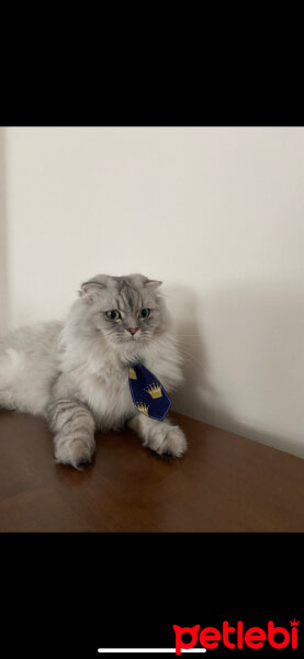 Scottish Fold, Kedi  leo fotoğrafı