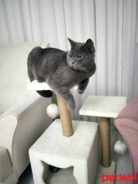 British Shorthair, Kedi  Gümüş fotoğrafı