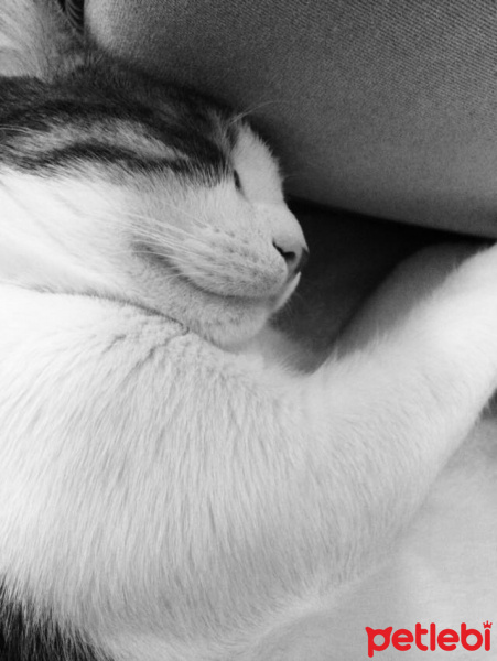 Tekir Kedi, Kedi  Bulut fotoğrafı