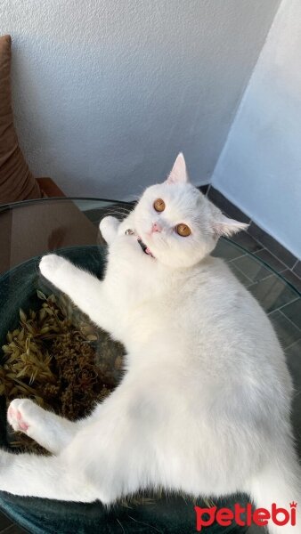 British Shorthair, Kedi  MASAL fotoğrafı