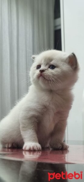 British Shorthair, Kedi  British fotoğrafı