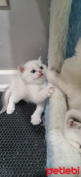 British Shorthair, Kedi  British fotoğrafı