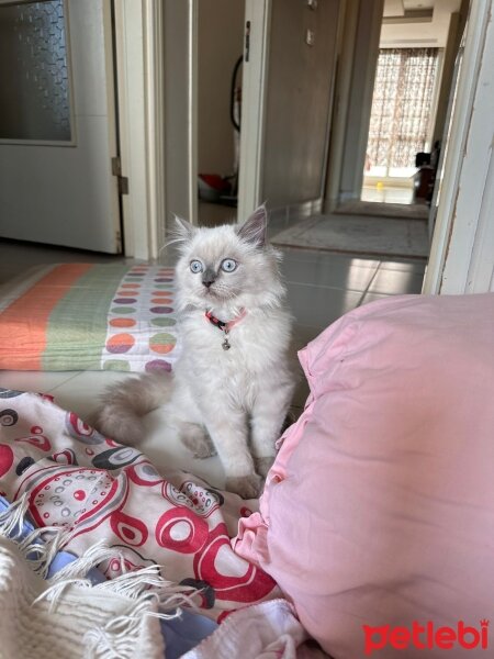 British Shorthair, Kedi  Minnoş fotoğrafı