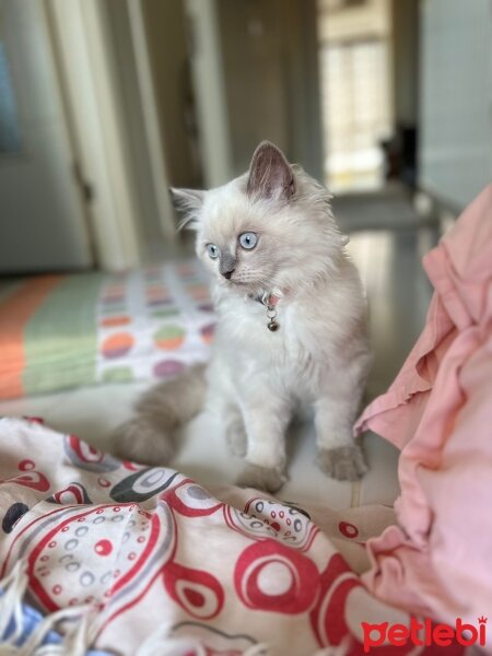 British Shorthair, Kedi  Minnoş fotoğrafı