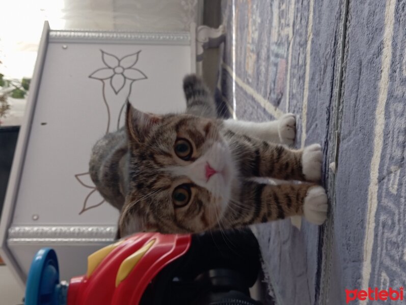 Scottish Fold, Kedi  Rüzgar 🤍 fotoğrafı