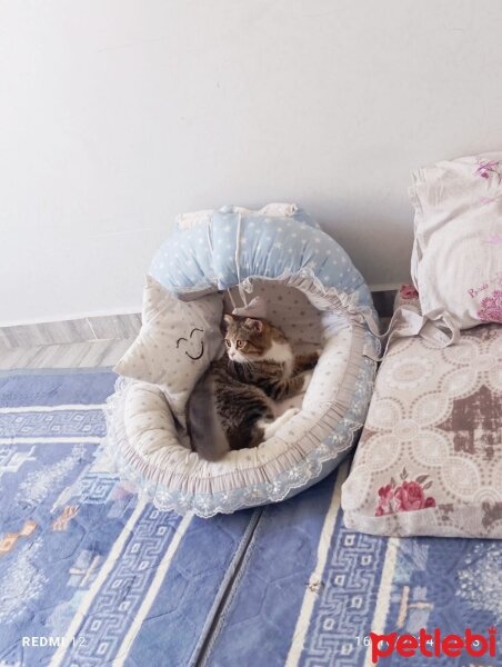 Scottish Fold, Kedi  Rüzgar 🤍 fotoğrafı