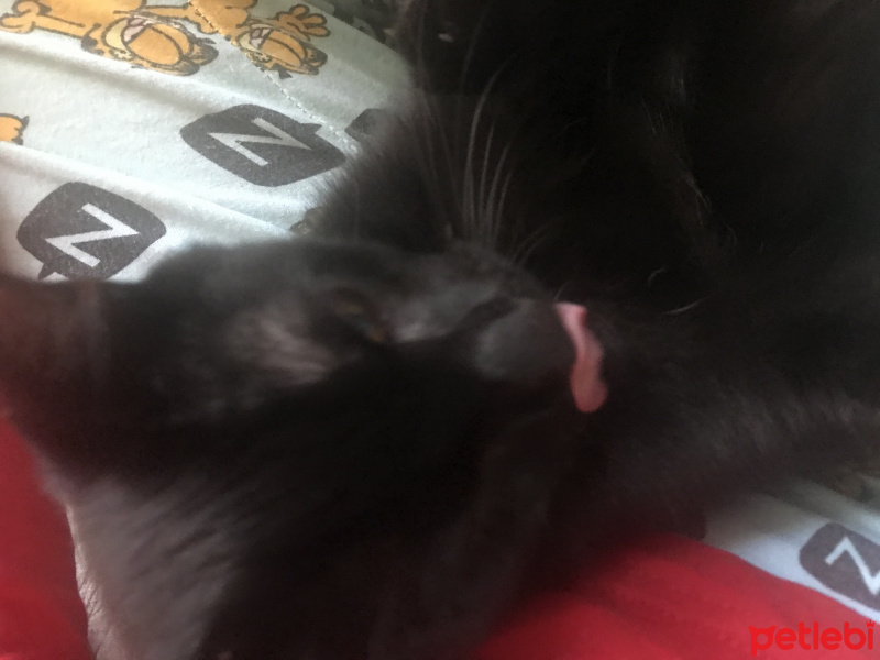 Bombay, Kedi  Gary fotoğrafı