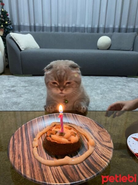 Scottish Fold, Kedi  Sütlaç fotoğrafı