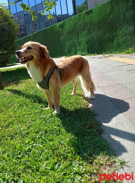 Glen of Imaal Terrier, Köpek  Tarçın fotoğrafı