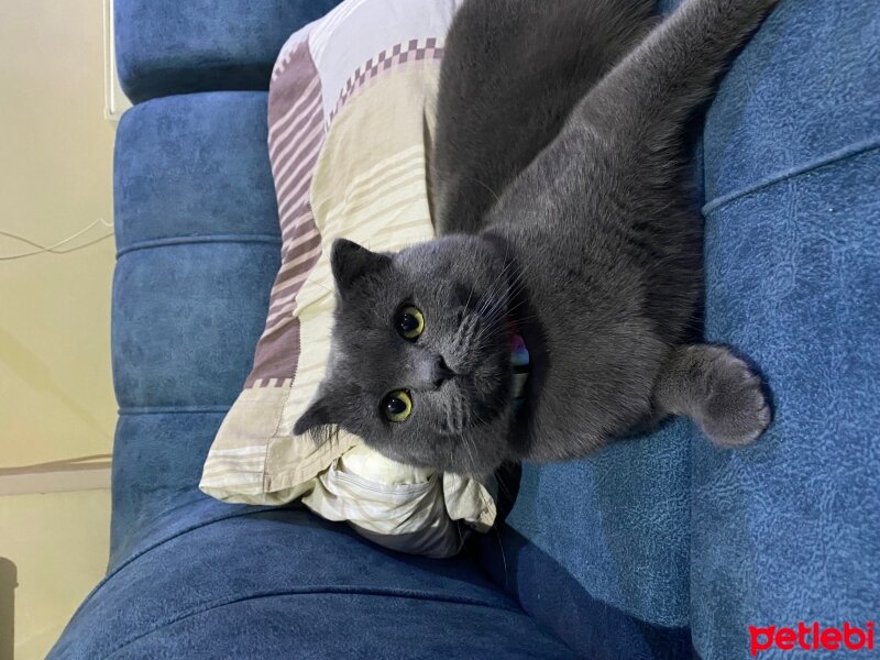 Scottish Fold, Kedi  Fındık fotoğrafı