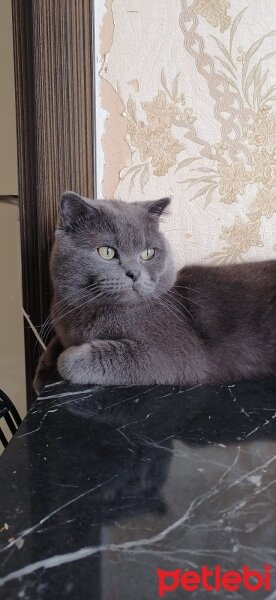 Scottish Fold, Kedi  Fındık fotoğrafı