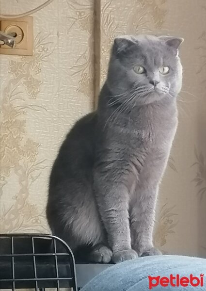 Scottish Fold, Kedi  Fındık fotoğrafı