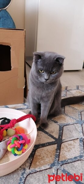 Scottish Fold, Kedi  Fındık fotoğrafı