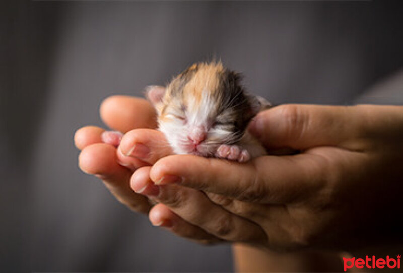 Tekir Kedi, Kedi  isimsiz fotoğrafı