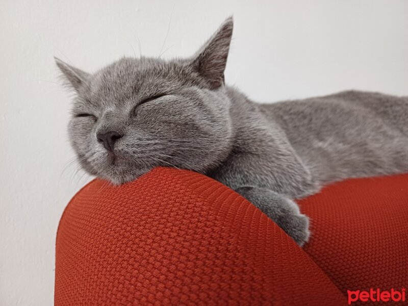 British Shorthair, Kedi  Osayi fotoğrafı