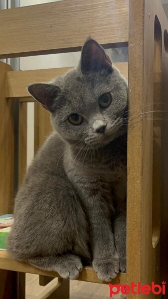 British Shorthair, Kedi  Şermin fotoğrafı