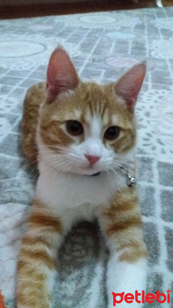 Tekir Kedi, Kedi  Tarçın fotoğrafı