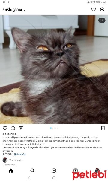 British Shorthair, Kedi  Mocha fotoğrafı