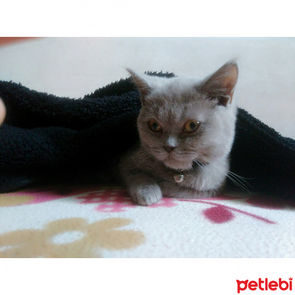 British Shorthair, Kedi  Cookie fotoğrafı