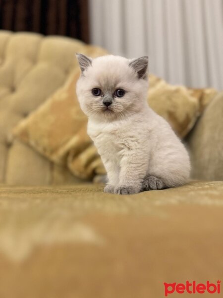 British Shorthair, Kedi  Efes fotoğrafı