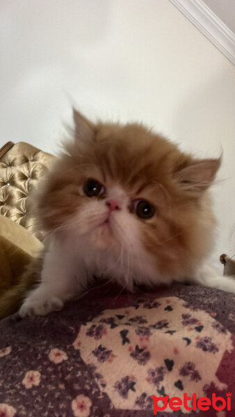 Exotic Shorthair, Kedi  cocie fotoğrafı