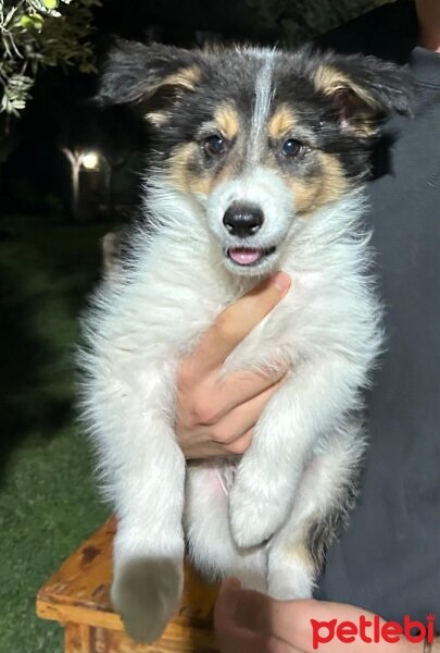 Border Collie, Köpek  Tarçın fotoğrafı