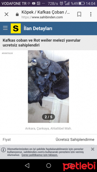 Rottweiler, Köpek  Minik chilalar fotoğrafı