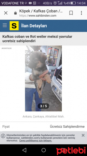 Rottweiler, Köpek  Minik chilalar fotoğrafı