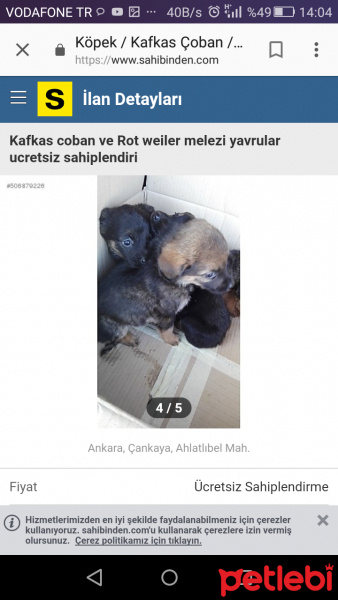 Rottweiler, Köpek  Minik chilalar fotoğrafı