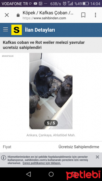 Rottweiler, Köpek  Minik chilalar fotoğrafı