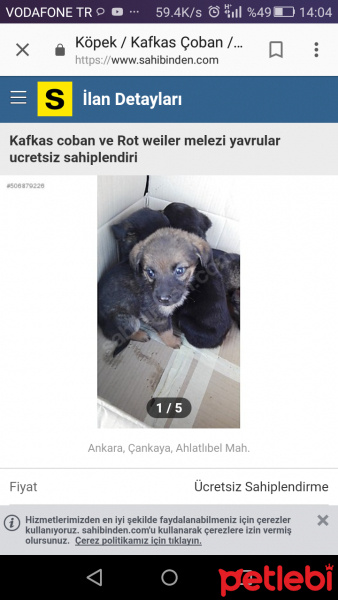 Rottweiler, Köpek  Minik chilalar fotoğrafı