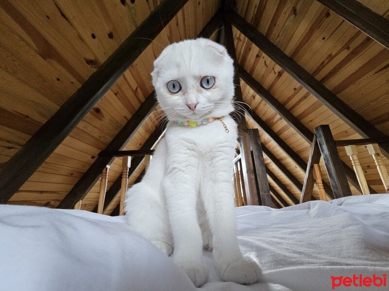 Scottish Fold, Kedi  Düşes fotoğrafı