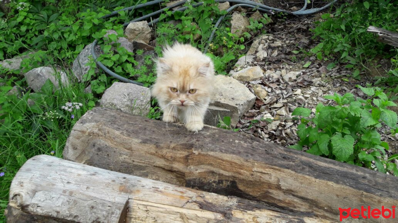 İran Kedisi (Persian), Kedi  Paşa fotoğrafı