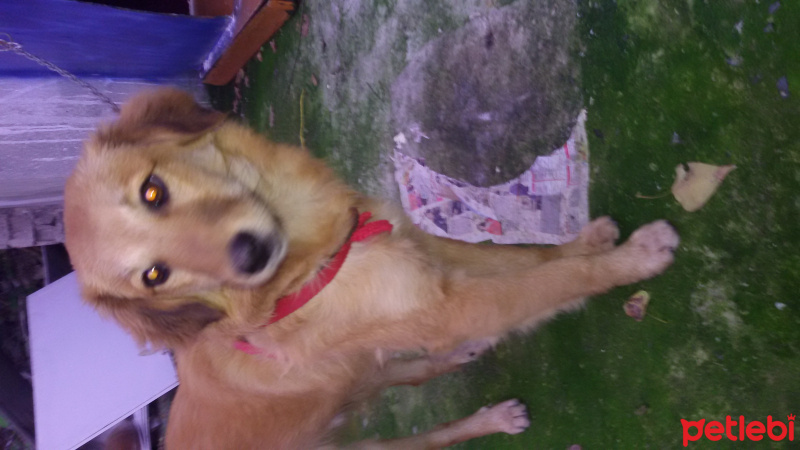 Chihuahua, Köpek  Dayko  fotoğrafı