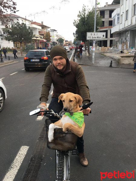 Sokö (Sokak Köpeği), Köpek  Börü fotoğrafı