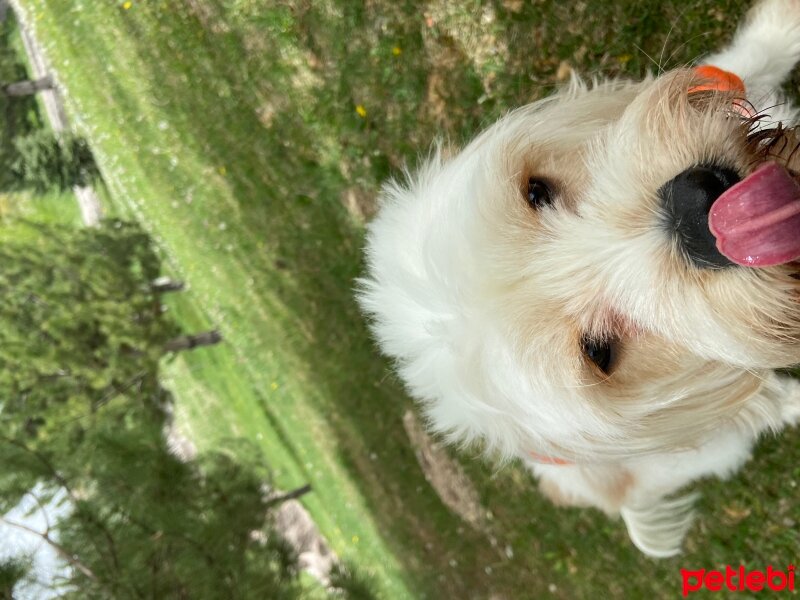 Maltese, Köpek  Pamuk fotoğrafı