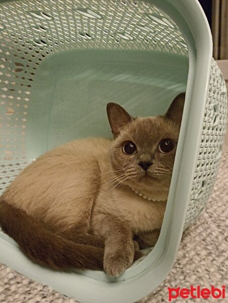 British Shorthair, Kedi  Mia fotoğrafı